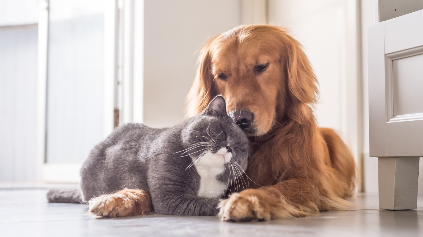 Agendamentos para castração gratuita de cães e gatos continuam abertos!